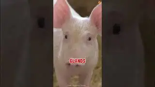 Почему свиньи любят валяться в грязи