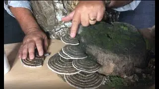 Keystone Exclusive Tip: Using Mushrooms