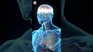 Bone Fractures | How Long Do Fractures Take To Heal | Health Guideline