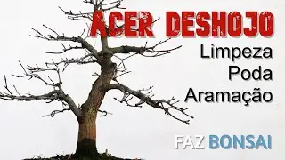 Acer Deshojo - Limpeza, Poda e Arama&ccedil;&atilde;o
