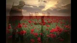 Fields of poppies