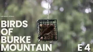Birds of Burke Mountain, Episode 4, Juncos Own Carnival Ride #birds #nature #wildlife