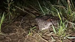 Mexican Burrowing Toad