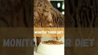 Are you feeding your cat right? Check out these cat diet tips!