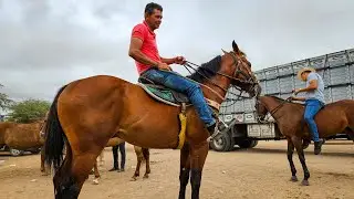 FEIRA DE CAVALOS DE CACHOEIRINHA PE, QUINTA FEIRA, (15/01/26) #nordeste