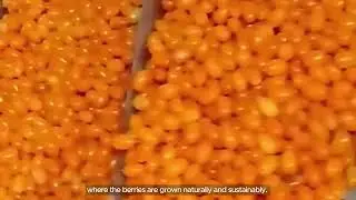 【WYLFOODS】Frozen Sea Buckthorn