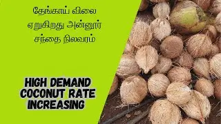 தேங்காய் விலை ஏறுகிறது அன்னூர் சந்தை நிலவரம் | Coconut Price Today | Annur Cococnut Mandi