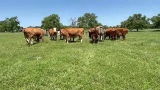 18 Head of Bred and Exposed Hereford Cows, #0317 | Cattle for sale