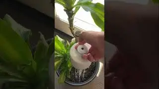 Give your plants a shower 🚿 link in comments #amazonfinds #tiktokmademebuyit #christmasgifts