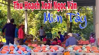Về Cù Lao Thu Hoạch Xoài Ngọc Vân Trái To Trên 3Kg | HCL #332