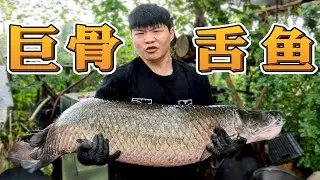 花了两年时间终于找到了这条鱼，巨骨舌鱼！【天蓬大元帥帥帥】