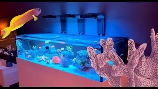 Leroy's Nieuwe Stekkenbak + Red Sea ReefMat