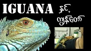 IGUANA  အကြောင်း တစေ့တစောင်း