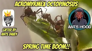 Acromyrmex octospinosus, Leaf Cutter Ants, Spring Time Boom!