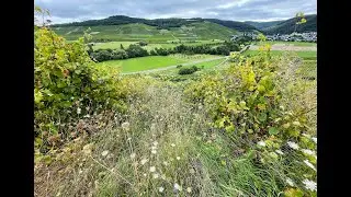 HEM Weinberge Mosel - Kulturlandschaftserhaltung