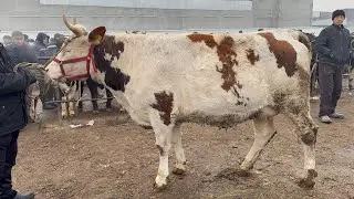 Marg’ilon  kombinat chorva bozori . Eva bola Va Bug’oz hunajinlar narxlari.