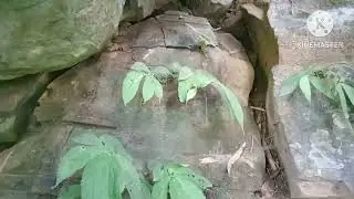DISCOVERY a big CAVE in the deep forest