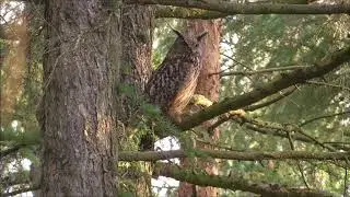 Oehoevrouw (Bubo Bubo) in roestboom / Eurasian Eagle Owl in rust tree.