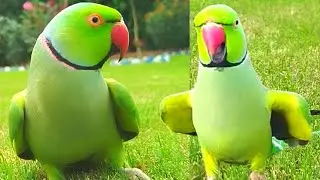 Cute Ringneck Parrot Green Tota Video