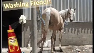 BARN VLOG | Washing My Horse