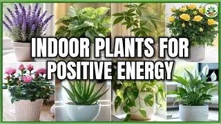 Top 10 Indoor Plants to Attract Positive Energy, Good Vibes & Wellness | Plant and Planting