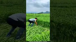 These crops get destroyed quite quickly due to locust infestations 🤔l #farming