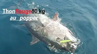 Thon Rouge 80 kg au Popper &Eacute;PISODE 2 p&ecirc;che au large golfe de Gascogne