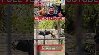 Vultures Shahrukh Khan ka Pose Mar Rahay