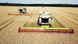 Claas Lexion 780TT Combines Harvesting Wheat | Big Harvest