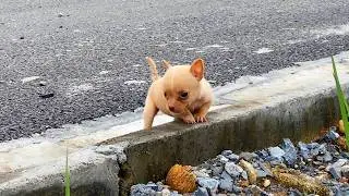 Urgent: Lost puppy alone on the side of the road, need help!
