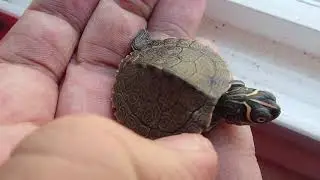 Map Turtles from the Turtlesource