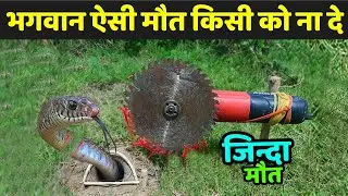 भगवान ऐसी मौत किसी को ना दे | Most Creative Animals Traps | Jungle Inside