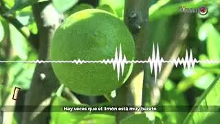 Comerciantes sufren por alza del precio del lim&oacute;n en Le&oacute;n