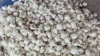 New #garlic# prices# 06/02/23