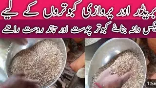 🕊Aj Kabutar Ka Laya Mix Dana Bana Dia Ha 🕊