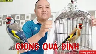 GOLDFINCH. Dòng chim nhập, ăn hạt có giọng hót cực hay.