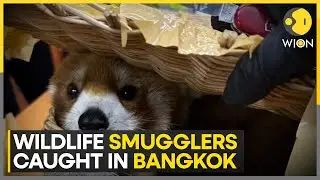 Six Indians arrested in Bangkok for allegedly trafficking Red Panda, 86 other wild animals | WION