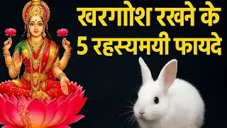 क्या खरगोश को पालने से घर में लक्ष्मी आती है? क्या यह वाकई आपकी किस्मत बदल सकता है?