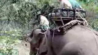 Elephant Mounting
