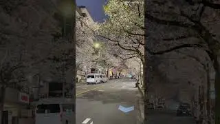 How beautiful Spring in Japan with full of Cherry Blossom 😊 #cherryblossom #springinjapan