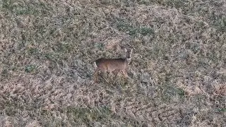 Deer Watching in 4K at Castle Canyke, Bodmin.
