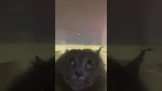 LOL😂Cat Say 
