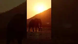 Elephant Sunset  #africa #wildlife #goldenhour #animals #nature #safari