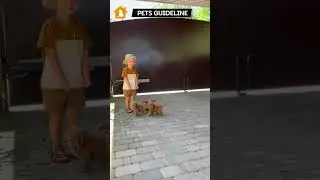 Boy Playing With Puppies | Babies Playing With German Shepherd Puppies | Pets Guideline