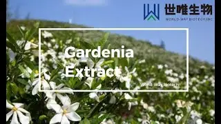Gardenia Extract