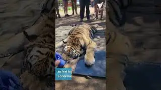 V-Tech - Tiger  #animals #pets