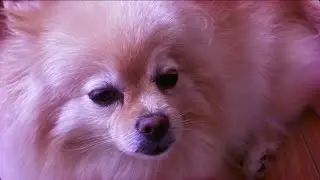 bagre - na minha bag