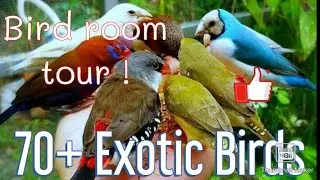 Bird room tour! Small exotic birds collection/ mica mea colecție de păsări exotice