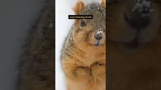 How do Alaskan Ground Squirrels Hibernate? #shorts  #squirrels #hibernate #shortsfeed #amazingfacts