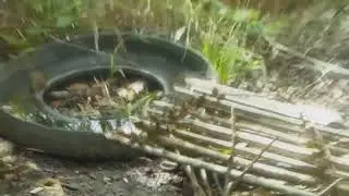 The best trap for the ro&ccedil;a and the Arapuca.
